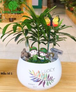 Cây Tùng La Hán Trang Trí Tiểu Cảnh
