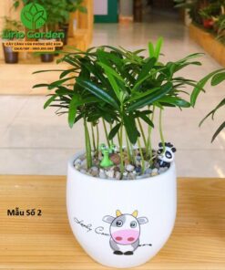 Cây Tùng La Hán Trang Trí Tiểu Cảnh