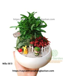 Cây Tùng La Hán Trang Trí Tiểu Cảnh