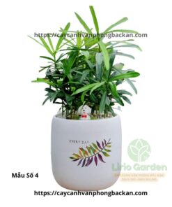 Cây Tùng La Hán Trang Trí Tiểu Cảnh