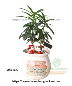 Cây Tùng La Hán Trang Trí Tiểu Cảnh