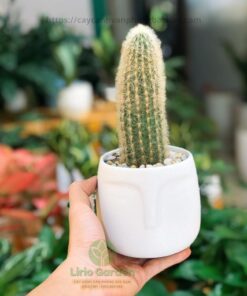 Cây Xương Rồng Trụ