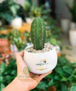 Cây Xương Rồng Trụ