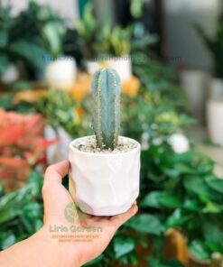 Cây Xương Rồng Trụ