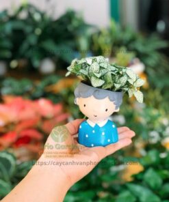 Chậu Cây Hình Con Trai