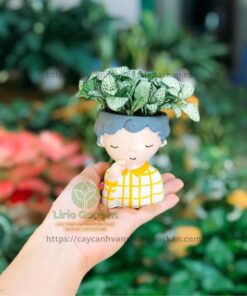 Chậu Cây Hình Con Trai