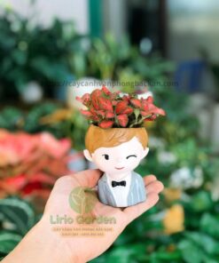 Chậu Cây Hình Con Trai