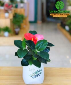 Trầu Bà Đế Vương Hoa