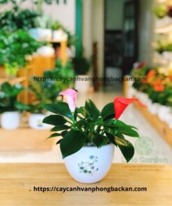 Trầu Bà Đế Vương Hoa