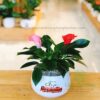 Trầu Bà Đế Vương Hoa