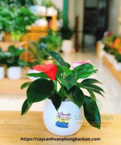 Trầu Bà Đế Vương Hoa
