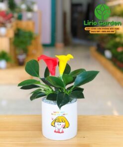 Trầu Bà Đế Vương Hoa