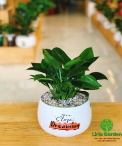 cây trầu bà đế vương xanh