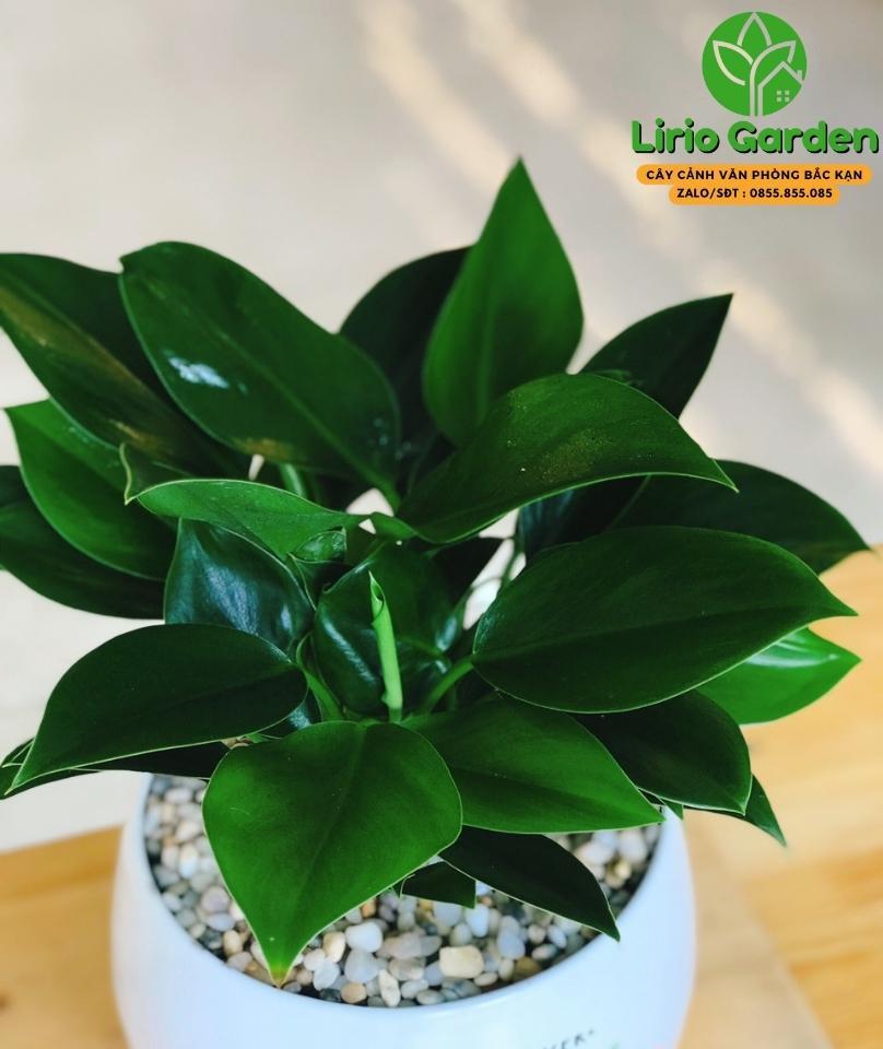 cây trầu bà đế vương xanh