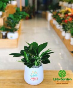 cây trầu bà đế vương xanh