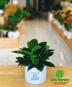 cây trầu bà đế vương xanh