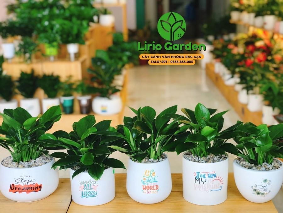 cây trầu bà đế vương xanh