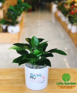 cây trầu bà đế vương xanh