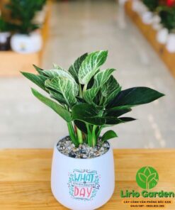 Cây trầu bà kim cương