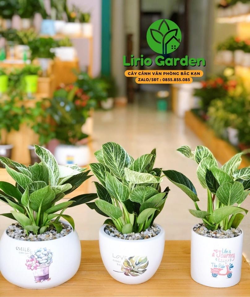 Cây trầu bà kim cương