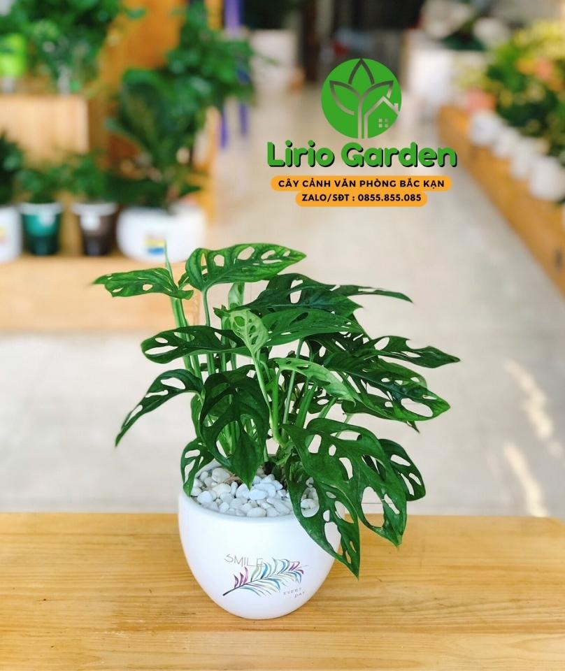 Cây Trầu Bà Lá Mưa