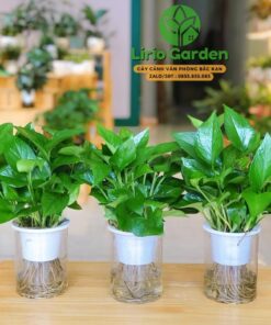 Cây trầu bà thủy canh