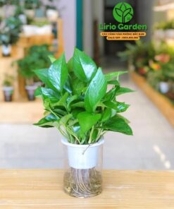 Cây trầu bà thủy canh