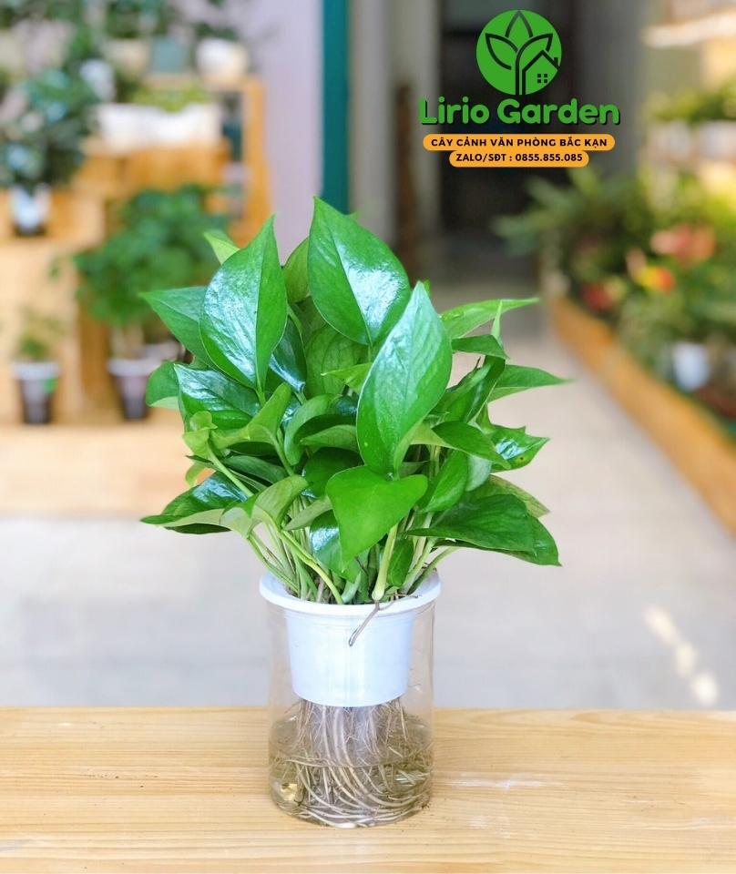 Cây trầu bà thủy canh Cây trầu bà thủy canh