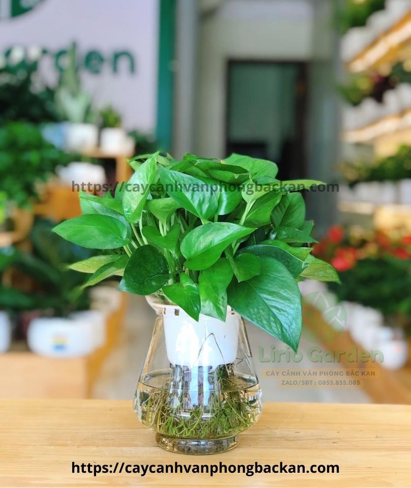 Cây trầu bà thủy canh