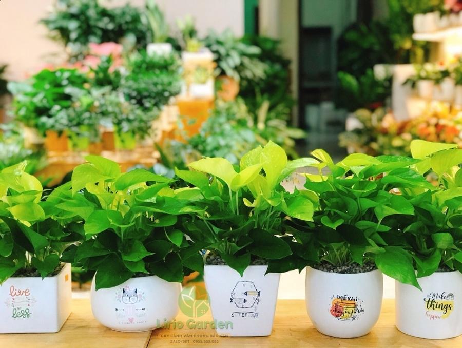 Cây Trầu Bà Vàng